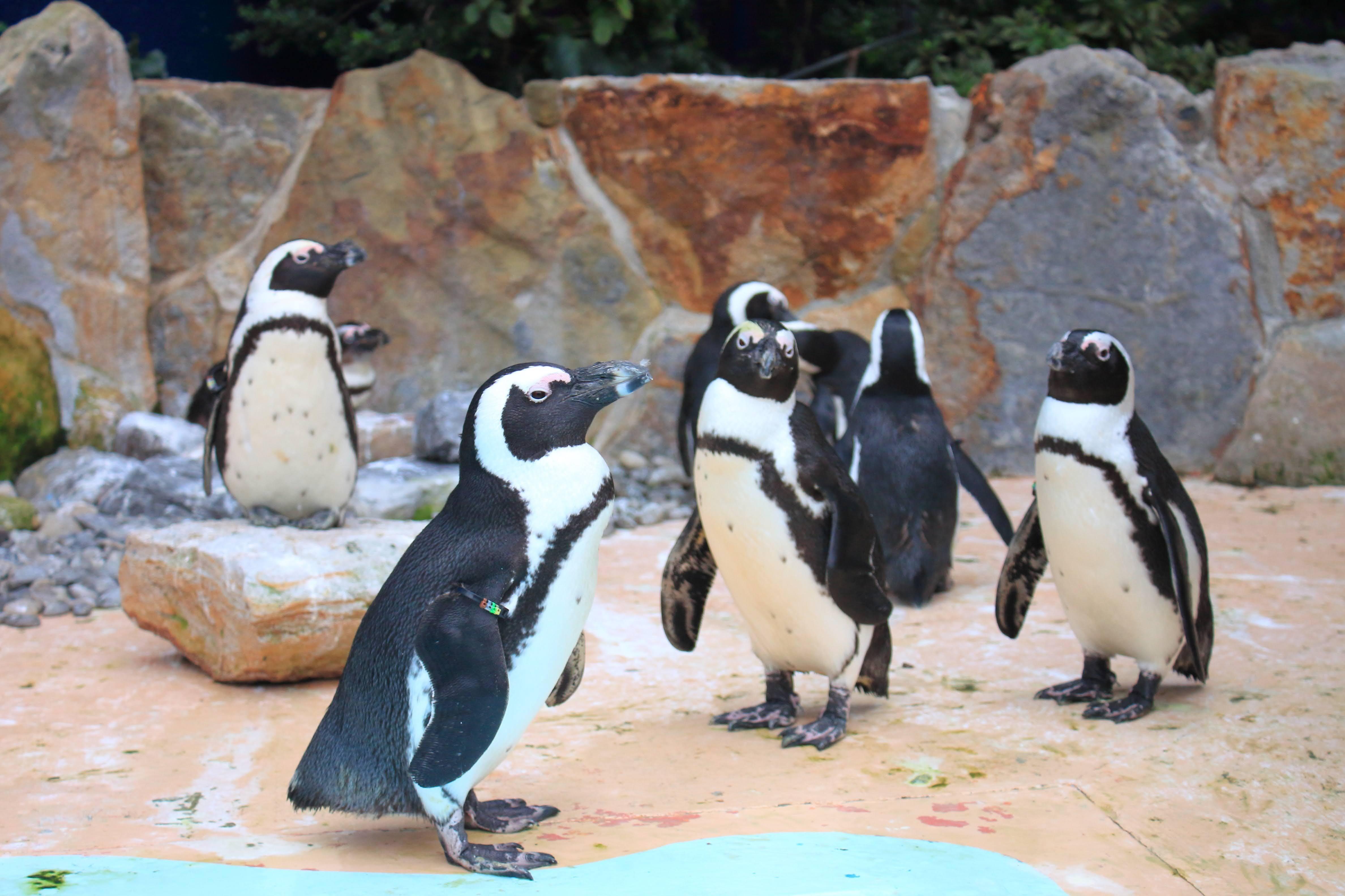 アドベンチャーワールド